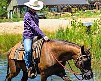 liver-chestnut-see-pics-horse