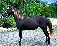 family-welsh-pony