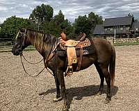 trail-welsh-pony