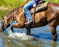 gentle-welsh-pony