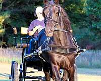 pleasure-driving-morgan-pony