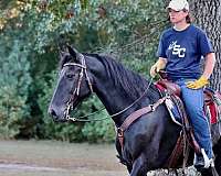 western-dressage-morgan-pony