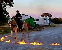 palomino-bdhca-horse