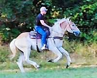 bdhca-belgian-gelding