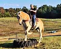 flashy-belgian-horse