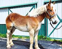 family-belgian-horse