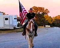 trail-belgian-horse