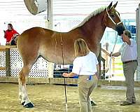 husband-safe-belgian-horse