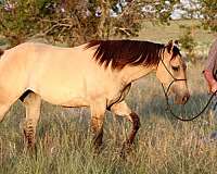 dunskin-western-dressage-horse