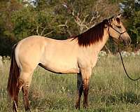 breeding-quarter-horse