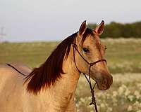 homozygous-black-quarter-horse