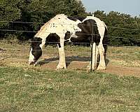 gypsy-vanner-gelding