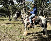 shoe-gypsy-vanner-horse