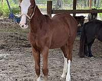 bay-gypsy-vanner-paint-filly