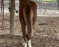 bay-gypsy-vanner-paint-horse