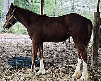 gypsy-vanner-filly