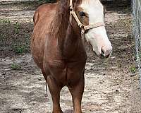 gypsy-vanner-paint-filly