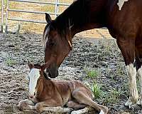 gypsy-vanner-filly