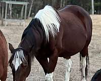 cross-gypsy-vanner-paint-horse