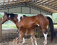 gypsy-vanner-horse