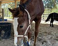 bay-gypsy-horse