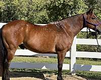 bombproof-quarter-horse