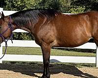 beginner-safe-quarter-horse