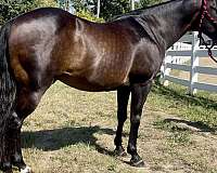 confidence-builder-type-gelding