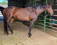 lesson-trail-riding-thoroughbred-pony