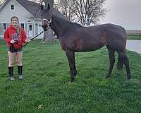 bay-thoroughbred-mare