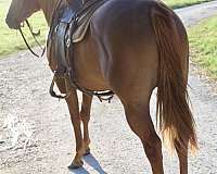 quarter-horse-mare