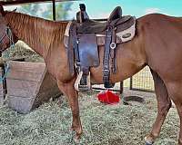 quarter-horse-for-sale