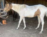 animals-crossbred-pony