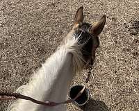 children-crossbred-pony