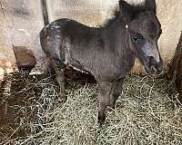 fast-moving-miniature-horse