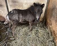 magnum-miniature-horse