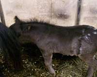 present-miniature-horse