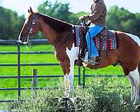 family-quarter-horse