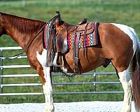 beginner-quarter-horse