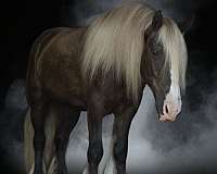 grade-pony-haflinger