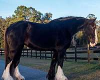 grade-pony-gelding