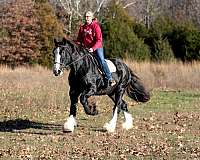 haflinger-haflinger-pony