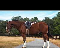 grade-pony-gelding