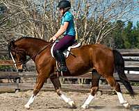 13-hand-chestnut-overo-pony