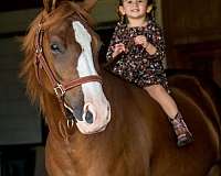 haflinger-haflinger-pony