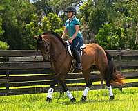 grade-pony-gelding