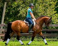 haflinger-haflinger-pony