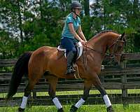 13-hand-chestnut-overo-pony