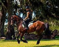 grade-pony-haflinger