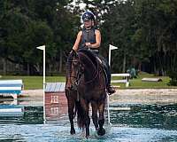 jumping-paint-pony